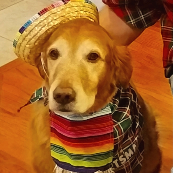 Meet your Posher, Jacquie - Picture 1 of 2